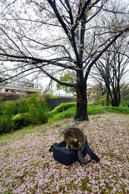 町角ニャンコ・桜の絨毯_f0032011_19541021.jpg