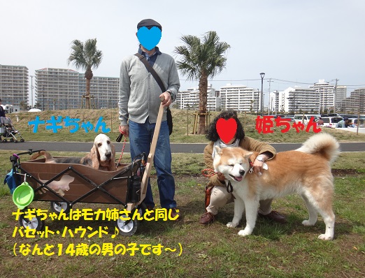 秋田犬のお散歩会をしました♪_f0121712_5525929.jpg