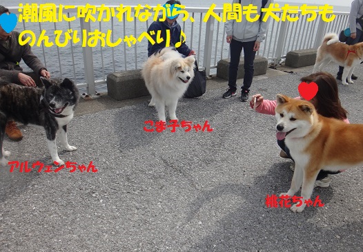 秋田犬のお散歩会をしました♪_f0121712_702246.jpg