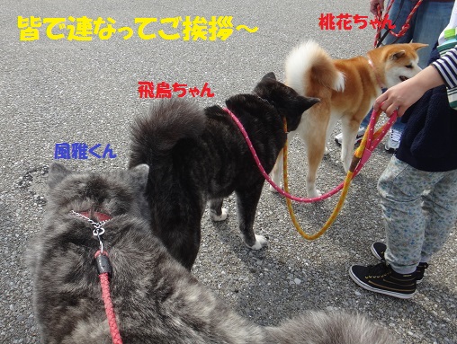 秋田犬のお散歩会をしました♪_f0121712_70848.jpg