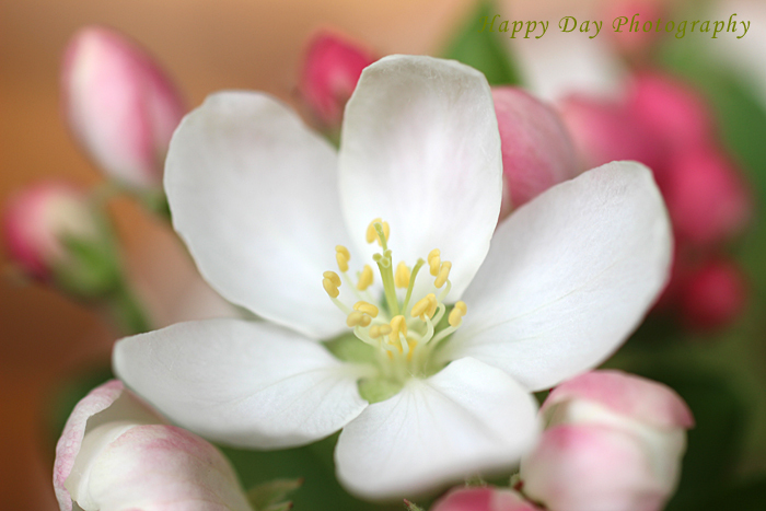庭の花 姫林檎 Happy Day 庭の花 姫林檎 Happy Day