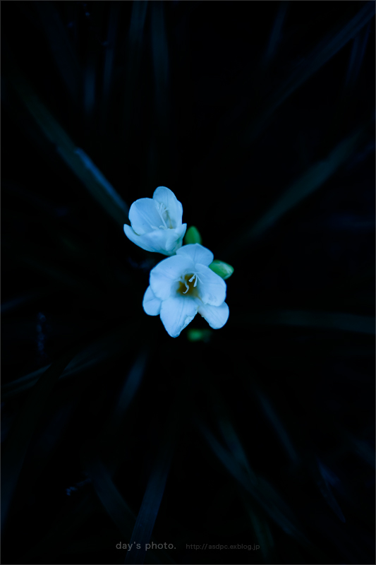 SONY α7 スナップ #228_e0117517_37788.jpg