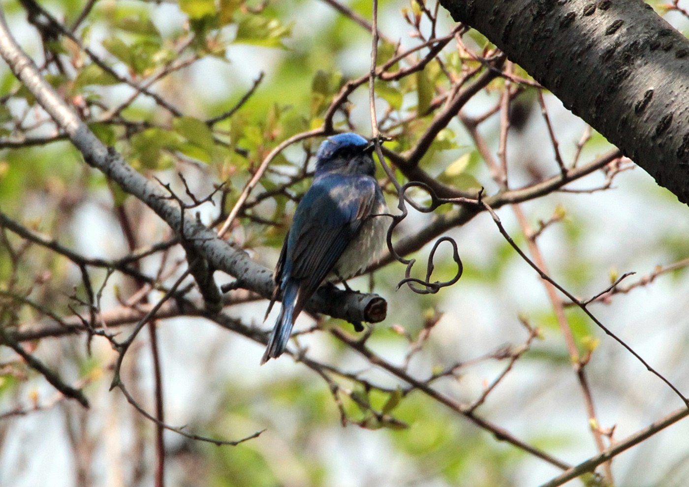 オオルリの飛来（水分峡森林公園）_f0310221_1625186.jpg