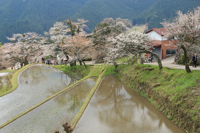 三多気桜まつり散策 (その3)_e0321325_12542633.jpg