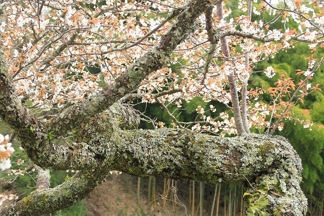三多気桜まつり散策 (その3)_e0321325_12572192.jpg