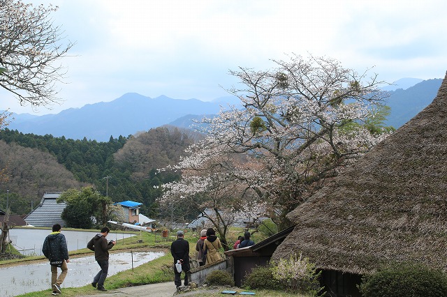 三多気桜まつり散策 (その3)_e0321325_1257354.jpg
