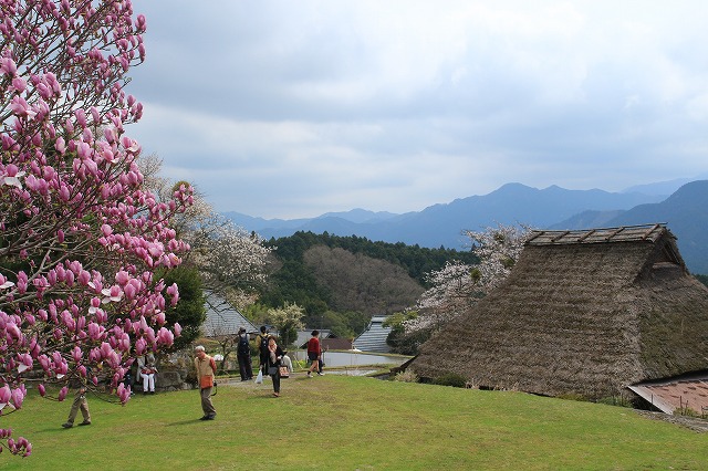 三多気桜まつり散策 (その3)_e0321325_12574716.jpg