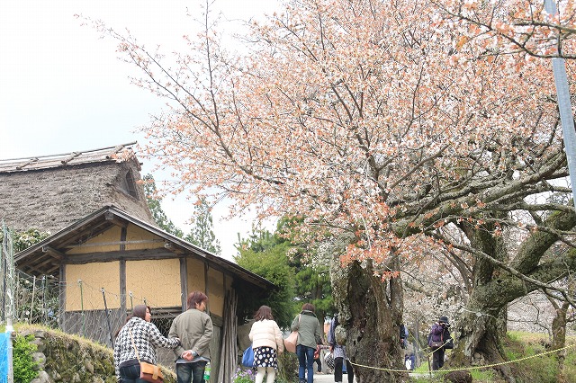 三多気桜まつり散策 (その3)_e0321325_1314317.jpg
