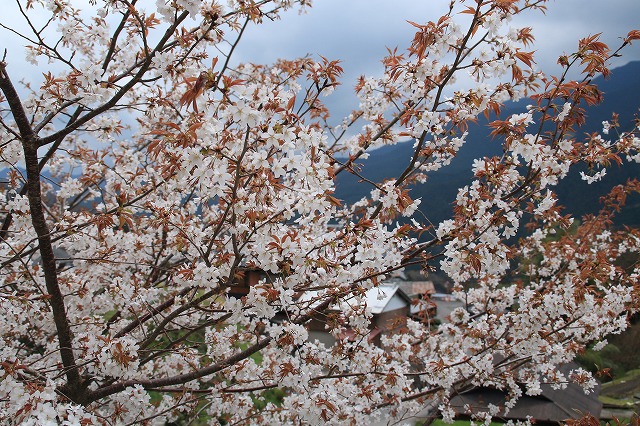 三多気桜まつり散策 (その3)_e0321325_1322015.jpg
