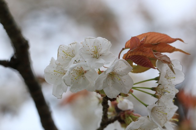 三多気桜まつり散策 (その3)_e0321325_1323458.jpg