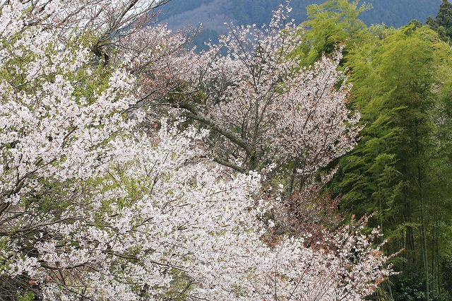 三多気桜まつり散策 (その3)_e0321325_1324516.jpg