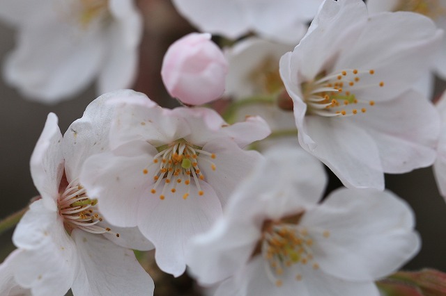 三多気桜まつり散策 (その3)_e0321325_132577.jpg
