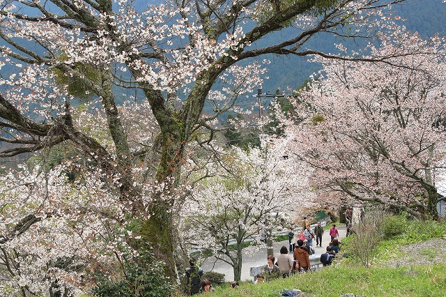 三多気桜まつり散策 (その3)_e0321325_132938.jpg