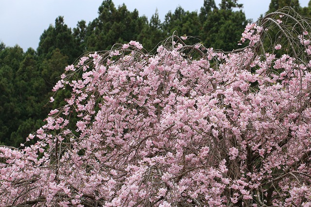 三多気桜まつり散策 (その3)_e0321325_1332085.jpg