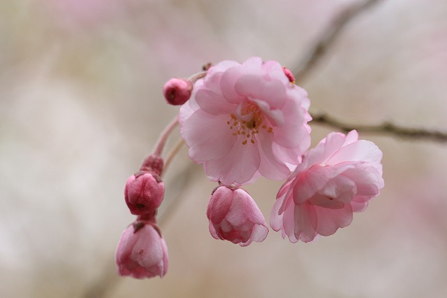 三多気桜まつり散策 (その3)_e0321325_13331100.jpg