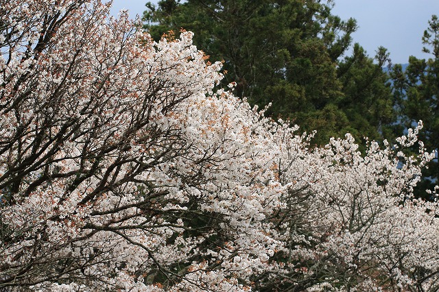 三多気桜まつり散策 (その3)_e0321325_133954.jpg