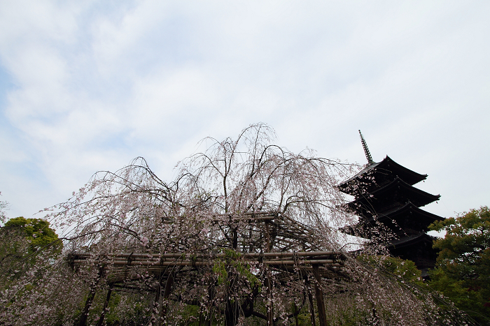 東寺 －五重塔（前編）－_b0169330_7512288.jpg