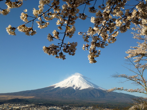 サクラの誘惑が?!_f0304030_7552383.jpg