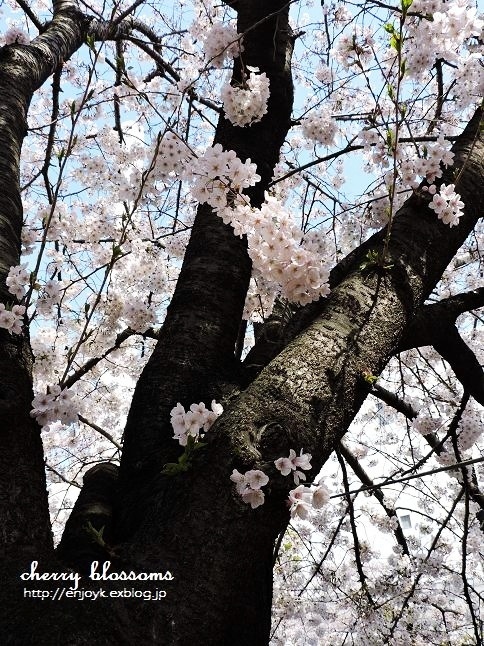 目黒川 満開の桜＊桜づくしの美味しいギフト_d0269832_05515076.jpg