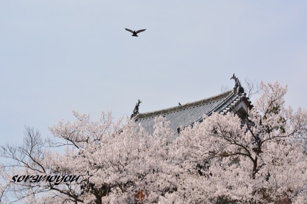 桜咲く上田城址公園_a0205834_2322220.jpg