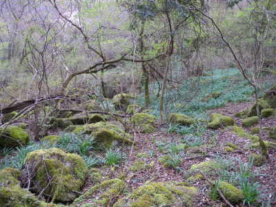 三度目の正直、翁草にやっと会えた！_e0272335_5213518.jpg