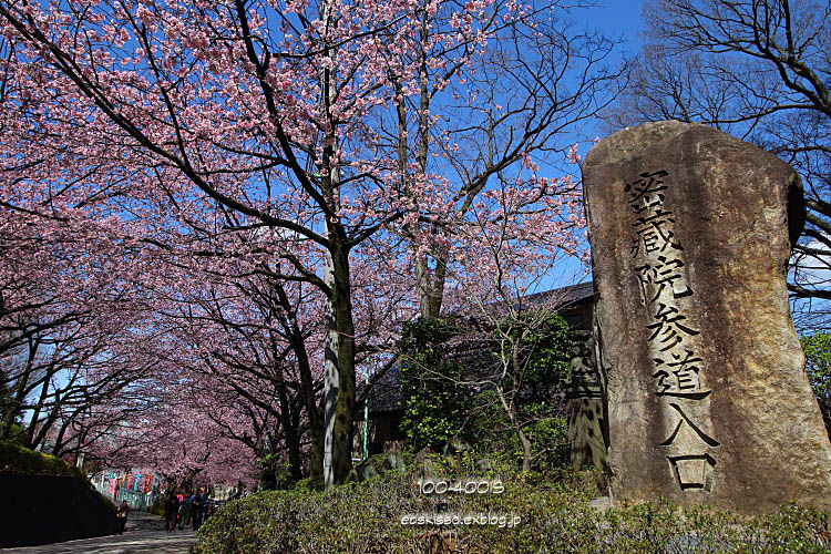 《花》　安行寒桜（1）　10-18mm　（密蔵院）_c0080036_0412130.jpg