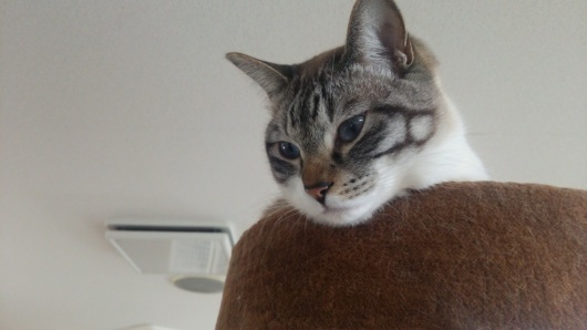ネコカフェ(=^ェ^=)_c0350439_14454899.jpg