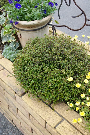 c0298740_6361790.jpg