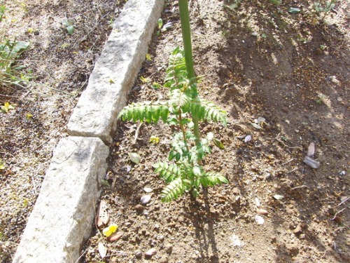 e0222340_15413162.jpg