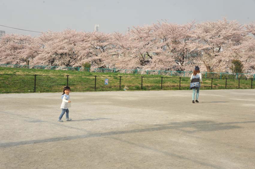 今年のお花見はＡちゃん家のご近所で～♪（４月１日のこと）_b0075541_1464261.jpg