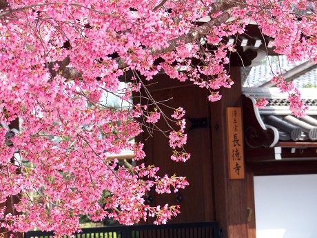 京の桜2015-長徳寺_c0057946_224964.jpg