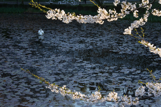 c0093046_8311879.gif