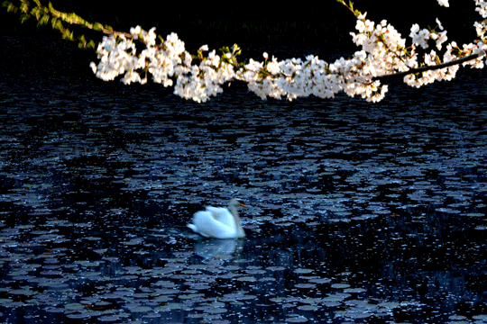 c0093046_831341.gif
