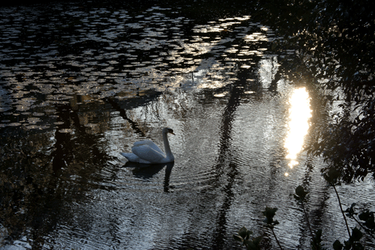 c0093046_83249.gif