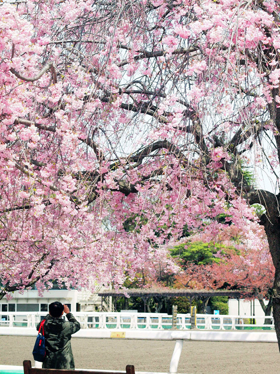 miniature* Garden kitchen　と、桜_e0172847_09310827.jpg