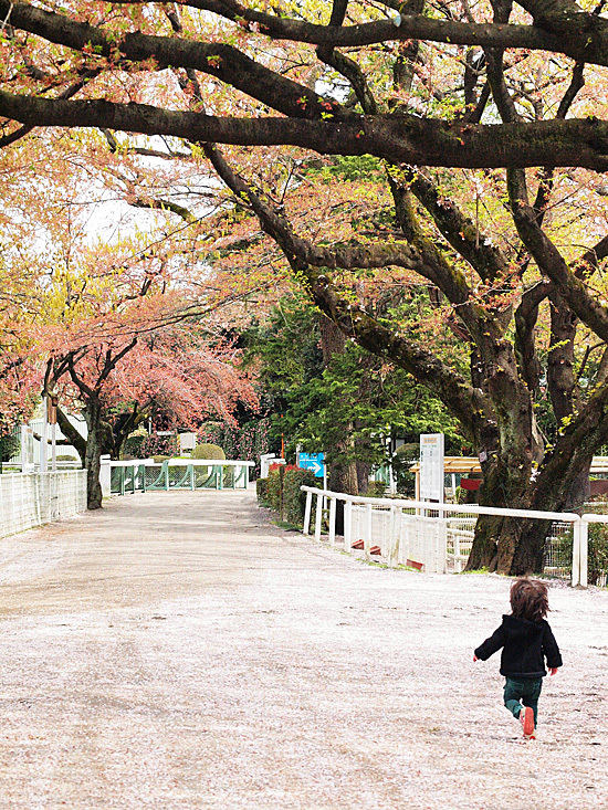 miniature* Garden kitchen　と、桜_e0172847_09311124.jpg