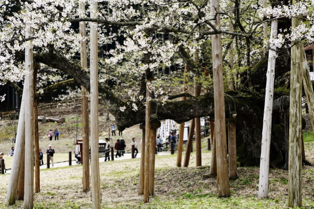 葉桜RIDE2015　--淡墨桜--_b0078651_0153085.jpg