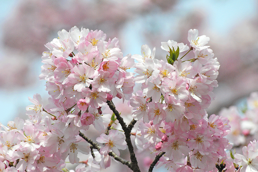 a0001354_23402720.gif