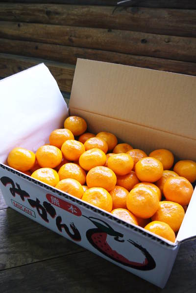 ザ・みかん　4月14日はオレンジデー!?高品質のみかんを育てるための移植作業（その２）_a0254656_22234067.jpg