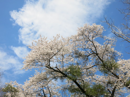 大荒れの予報ですが? 当たりです。。。_c0260460_16124302.jpg
