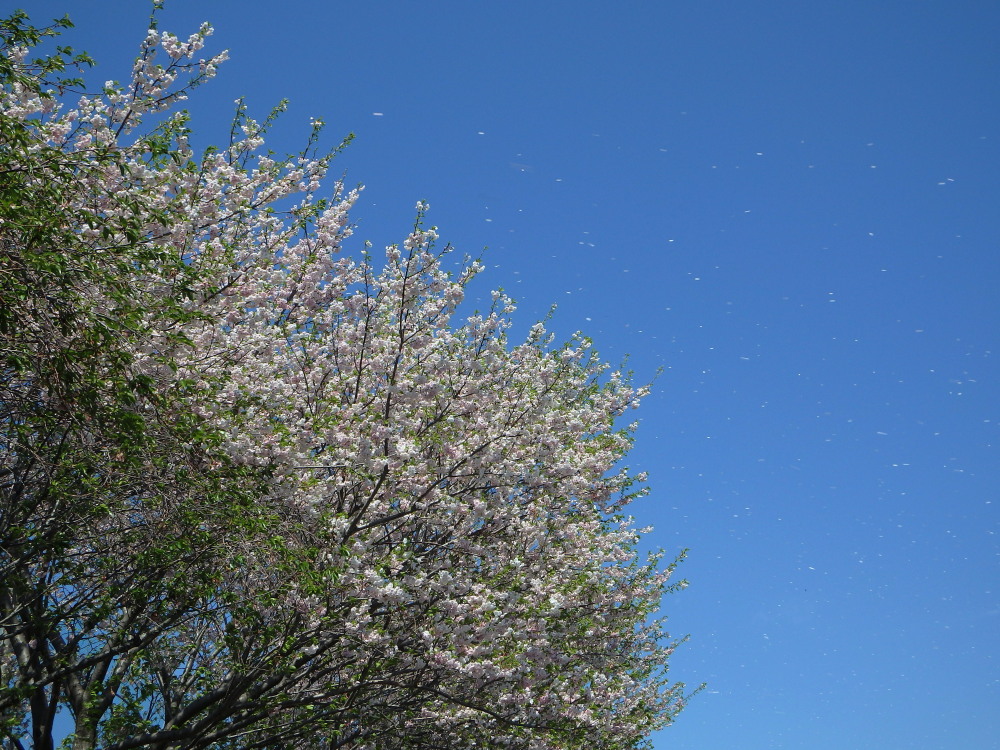 鳥撮りはもうおしまいかな？八重桜の季節_a0073065_2133362.jpg