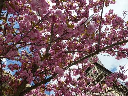 桜が満開です！_d0308567_06101102.png