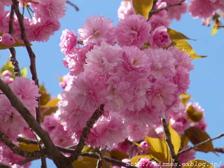 桜が満開です！_d0308567_06102158.png