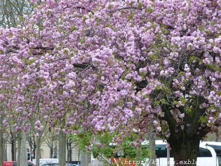 桜が満開です！_d0308567_06102717.png