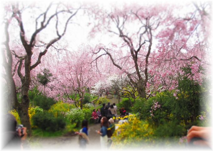 夢のような桜の園・・・♪_d0175974_20294378.jpg
