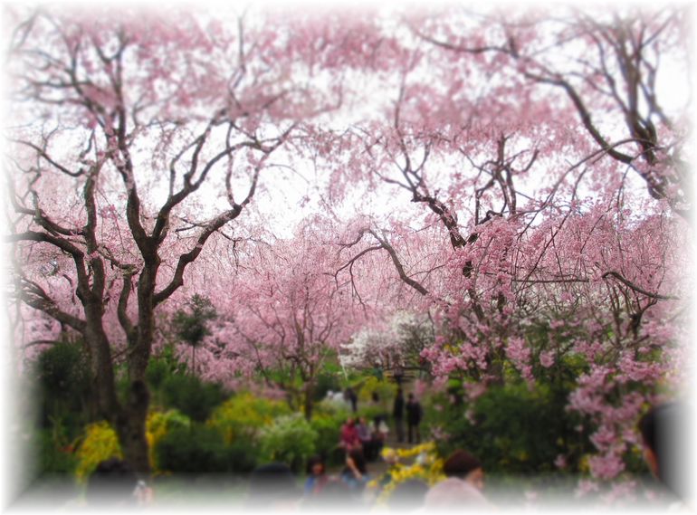 夢のような桜の園・・・♪_d0175974_2030043.jpg