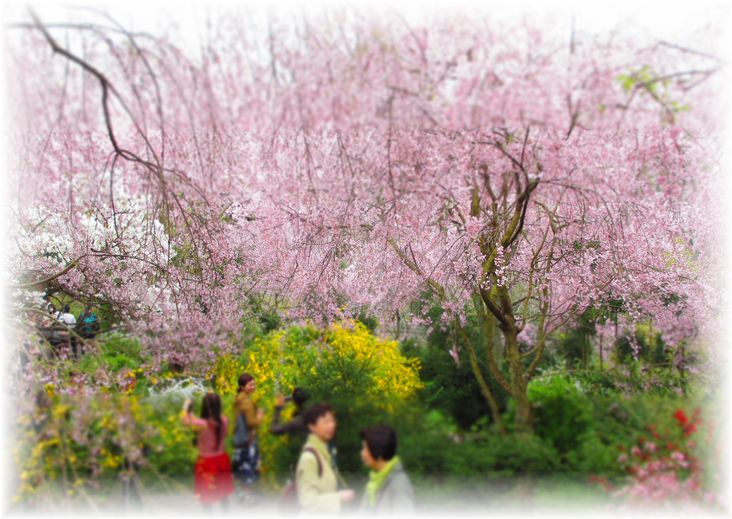 夢のような桜の園・・・♪_d0175974_20301525.jpg