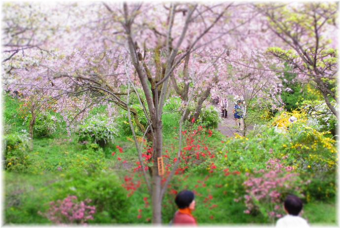 夢のような桜の園・・・♪_d0175974_20303149.jpg