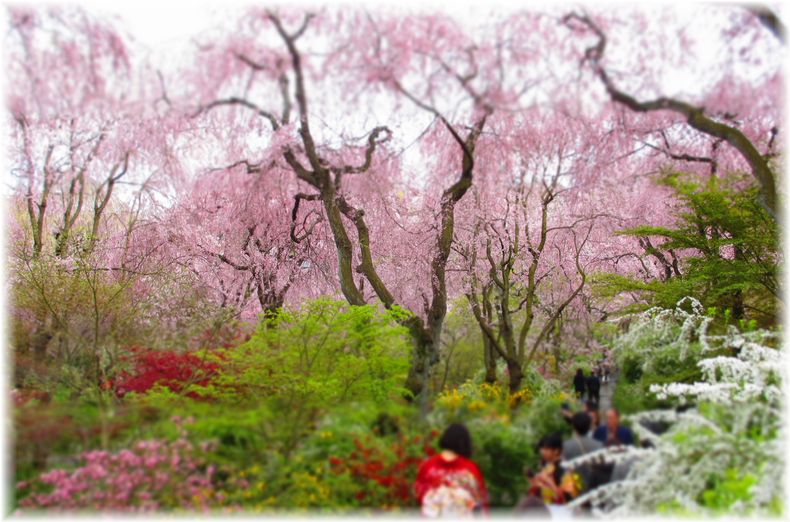 夢のような桜の園・・・♪_d0175974_20304145.jpg