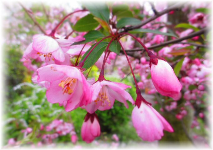 夢のような桜の園・・・♪_d0175974_2030517.jpg